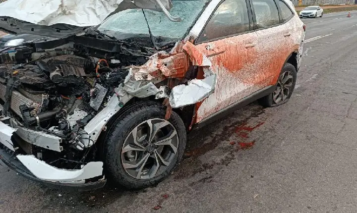 Acidente com cantor sertanejo acende alerta para animais soltos em vias públicas de Goiás