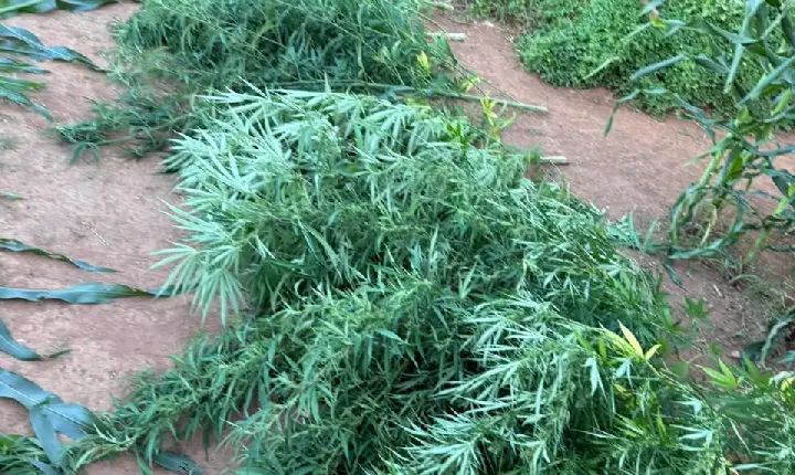 Polícia desmantela cultivo de maconha em Aparecida