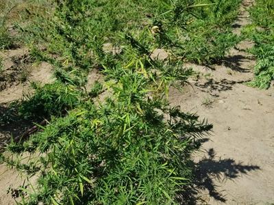 Polícia Militar encontra plantação com mais de 9 mil pés de maconha em Niquelândia