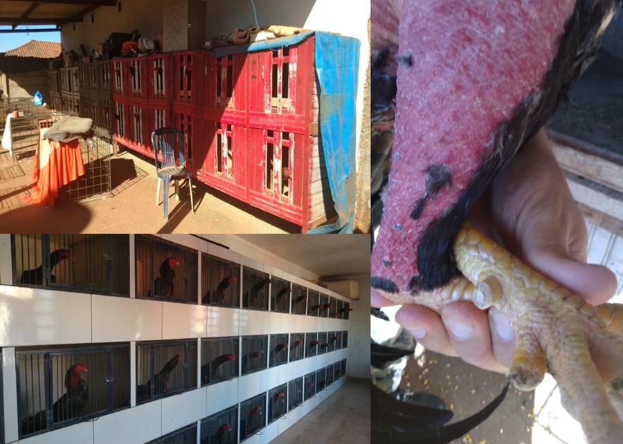 Polícia fecha suposta Rinha de galos em Rio Verde - Goiás