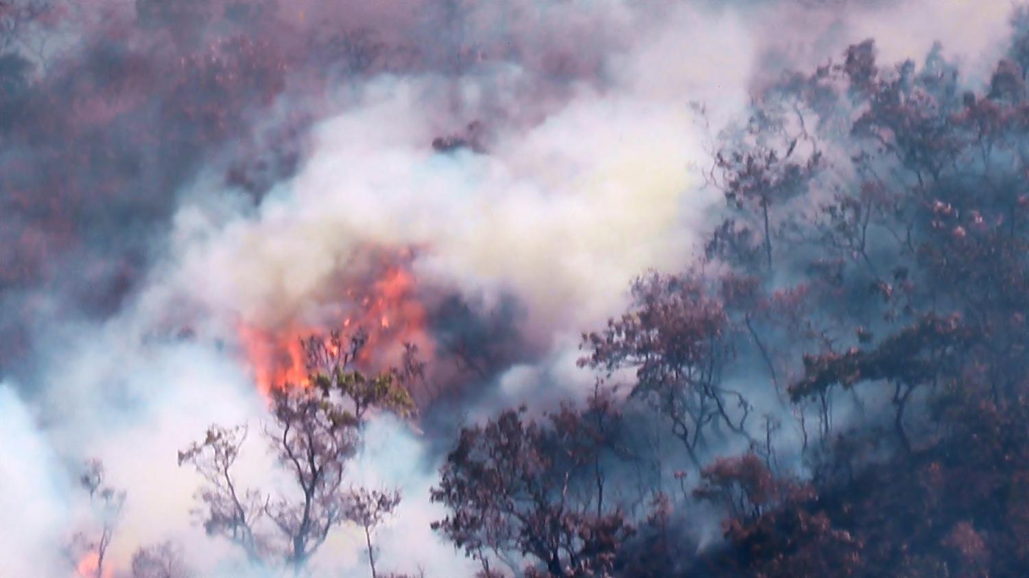 Vários animais silvestres morrem em incêndio supostamente criminoso no Parque Serra da Areia em Aparecida