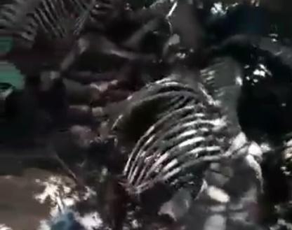 Veja o vídeo; Suposto abatedouro clandestino de Cavalos em Aparecida