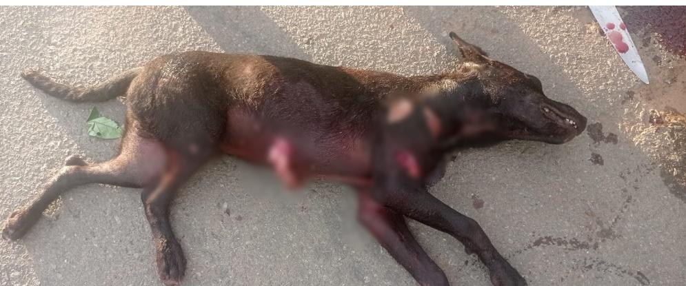 Homem é preso em Aparecida após matar cachorro com golpes de faca 