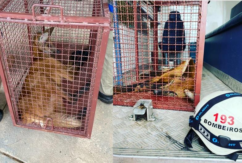 Lobo Guará é capturado por bombeiros na região de Campos Belos