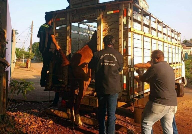 CARNE DE CAVALO: Mais um abatedouro clandestino é fechado em Aparecida de Goiânia