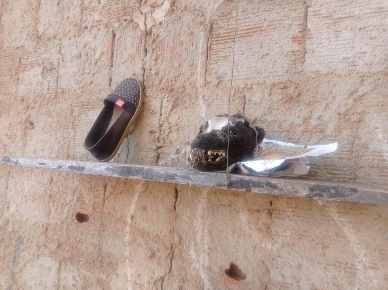 Carne de cachorro era consumida em Aparecida de Goiânia 