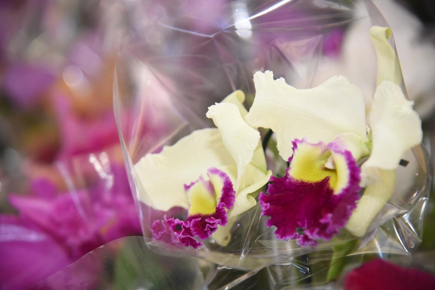 Aparecida recebe mais uma exposição de orquídeas e rosas do deserto