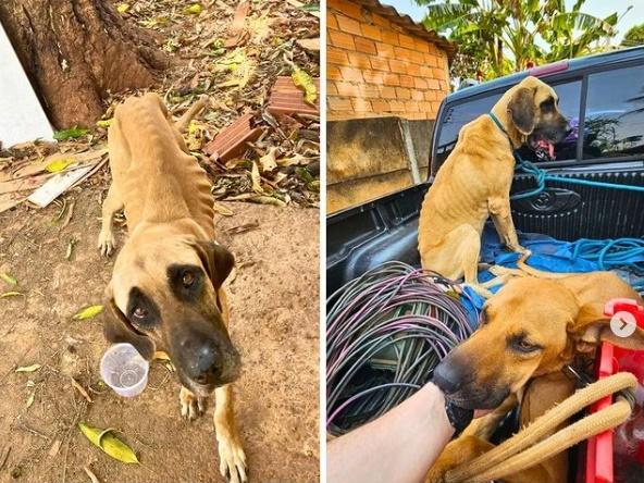 Polícia Civil prende homem por crime de maus-tratos contra animais