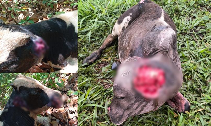 Animais continuam sendo atacados em propriedades rurais de Cezarina