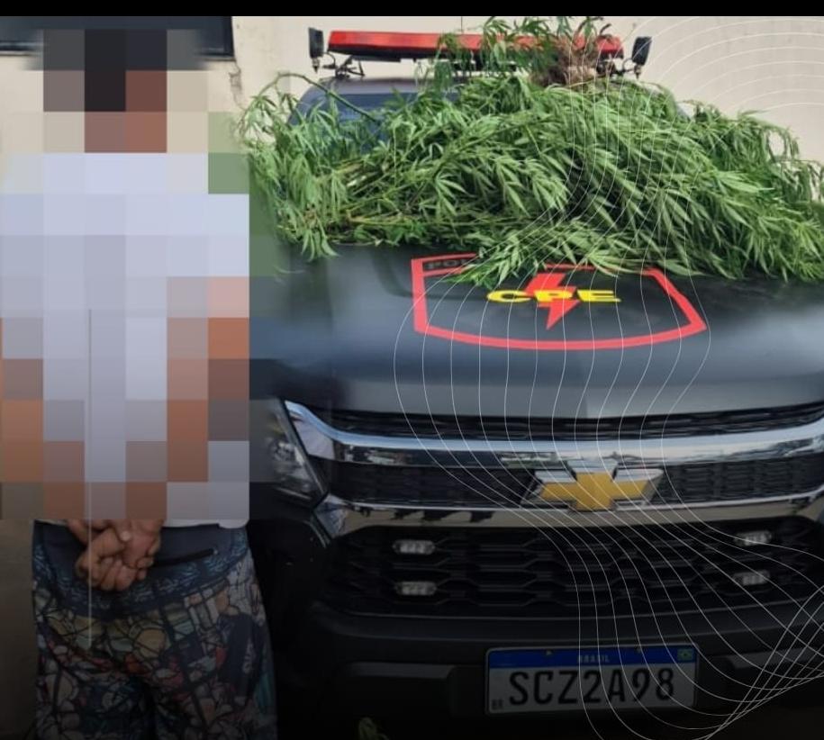 Rapaz é preso cultivando plantação de maconha em Aparecida