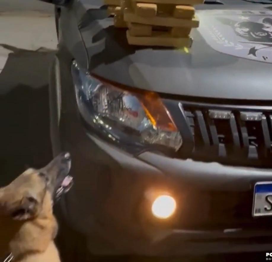 Cães da Polícia Militar encontram 40 peças de maconha em ônibus interestadual