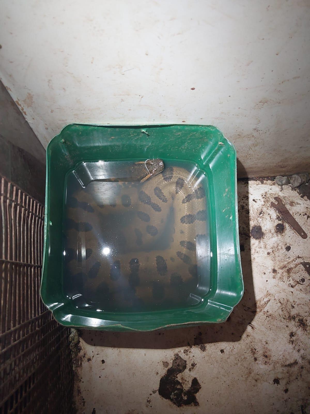 Virgínia Park: Homem é preso com cobras no interior de residência