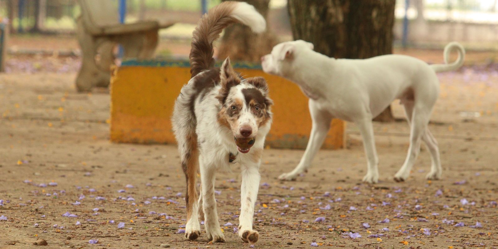 Exposição a multidões no carnaval traz riscos à saúde dos animais