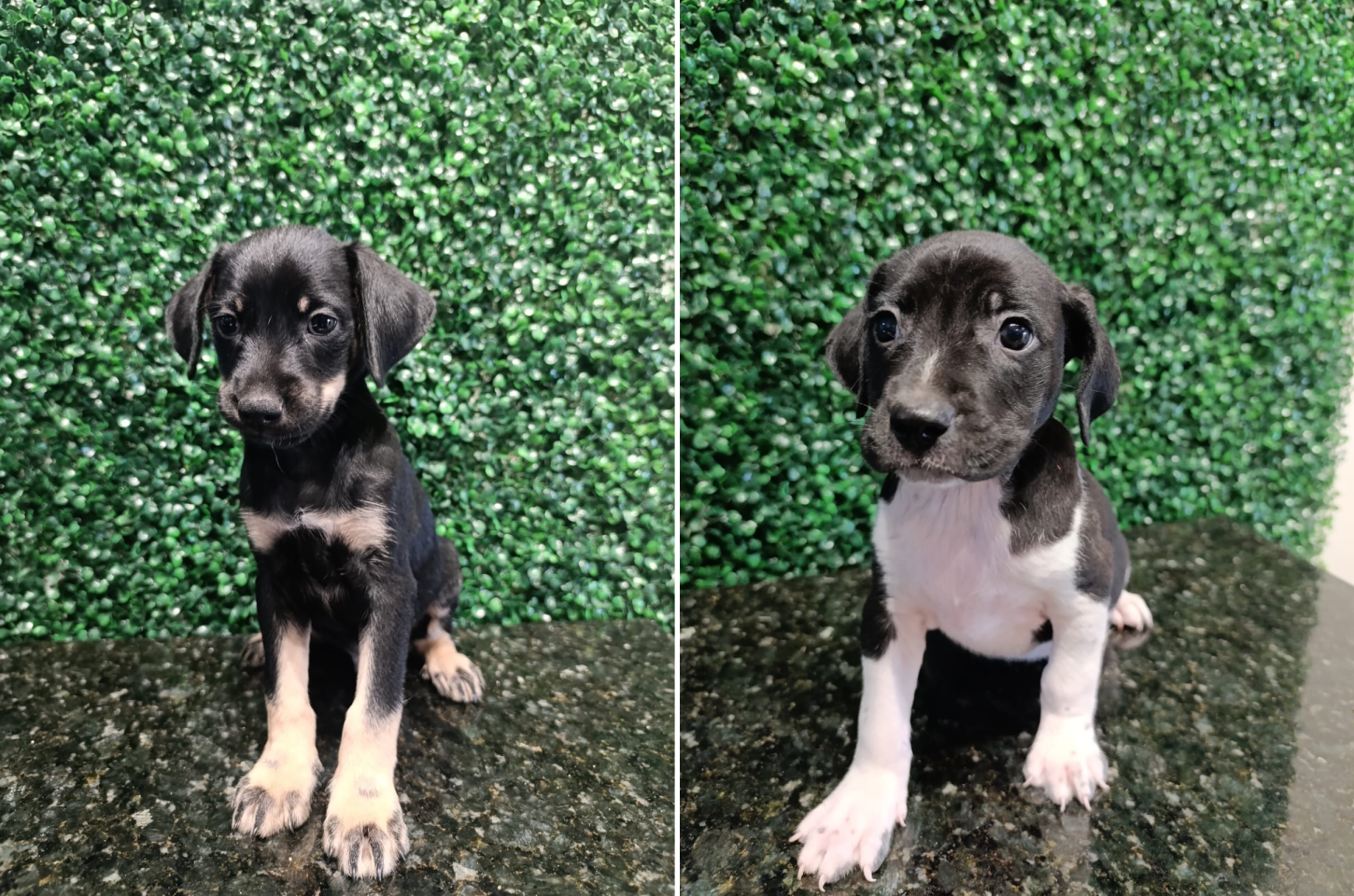 Em um ano, projeto de adoção responsável ajuda mais de 230 animais a encontrarem novos lares