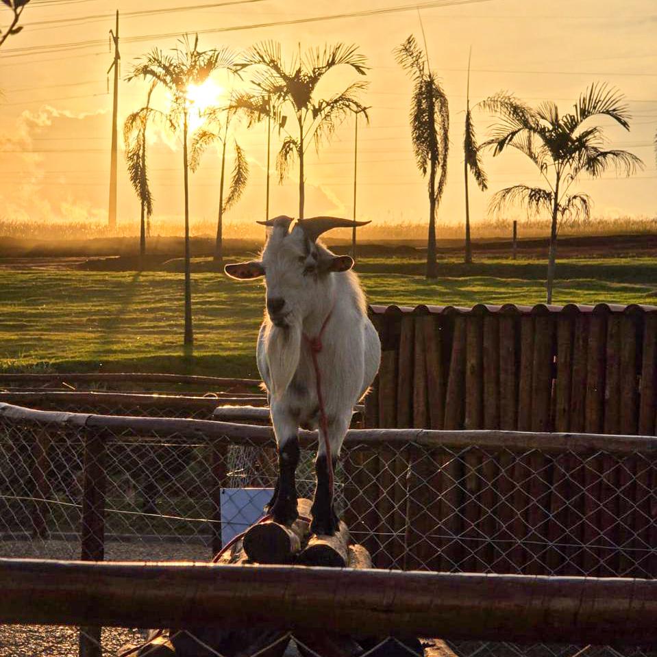 Fazendinha com pôneis e minivacas atrai visitantes em novo empreendimento de Goiânia 