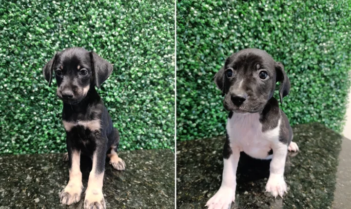 Em um ano, projeto de adoção responsável ajuda mais de 230 animais a encontrarem novos lares