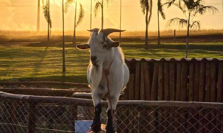 Fazendinha com pôneis e minivacas atrai visitantes em novo empreendimento de Goiânia 
